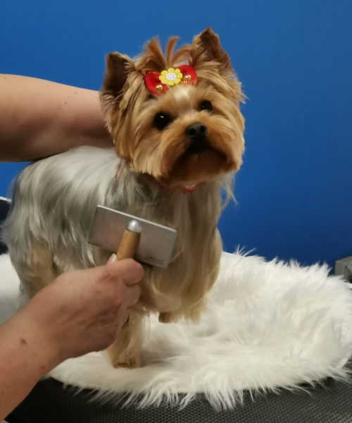 480475992_966676982279385_2366795271662172966_n