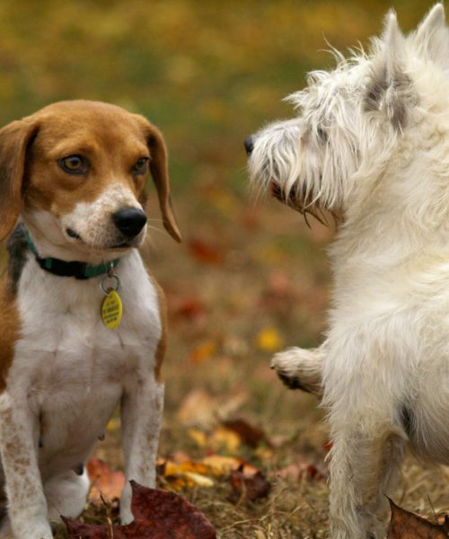 pexels-hilaryh-38008