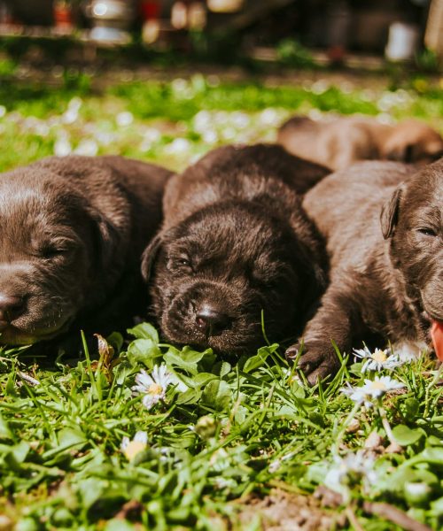 pexels-mateja-lemic-1083727-2145878