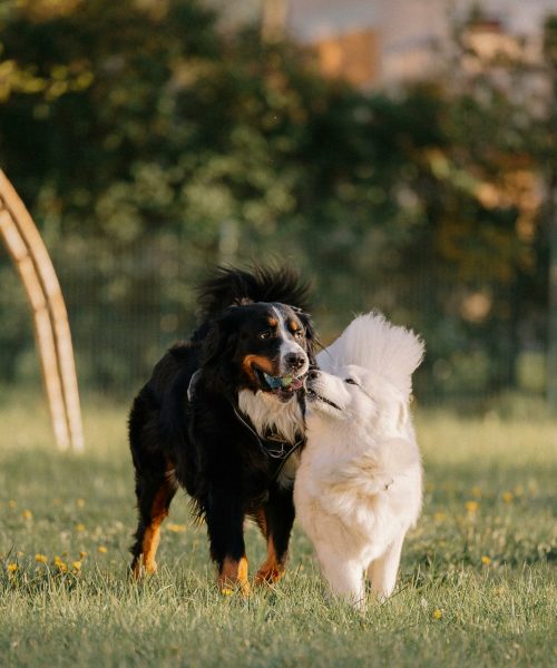 pexels-miami302-23383655