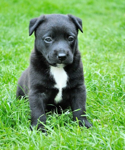 pexels-pixabay-59965