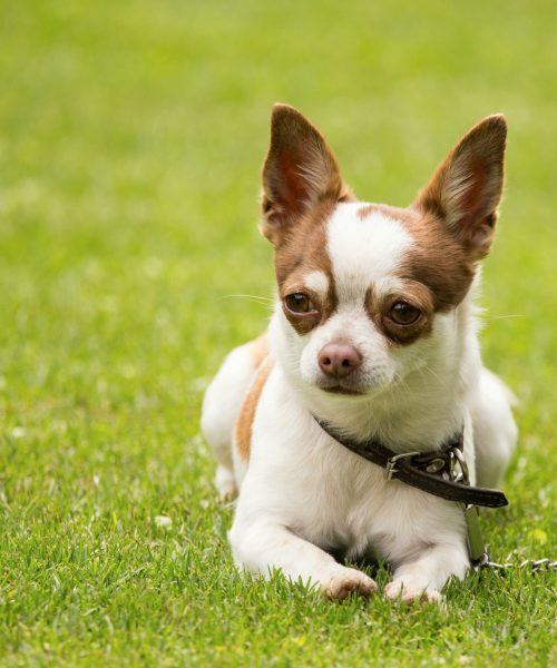 pexels-rafael-guajardo-194140-604680