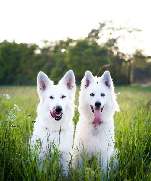 pexels-simonakidric-2607541