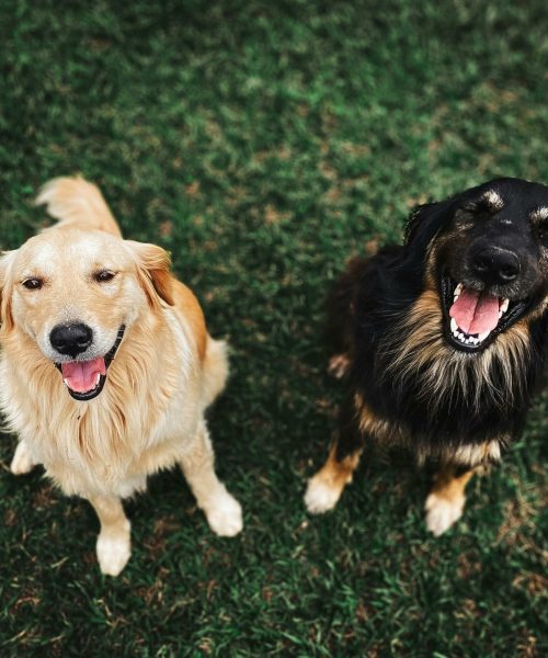 pexels-wildlittlethingsphoto-3114143