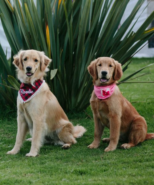 pexels-wilfredo-salazar-129162-9404825